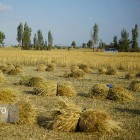 مدیر زراعت سازمان جهاد کشاورزی استان ایلام:
