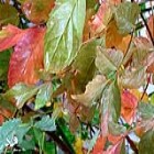 گزارش تصویری؛