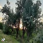 گزارش تصویری؛