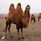محقق مرکز تحقیقات کشاورزی ایلام هشدار داد؛